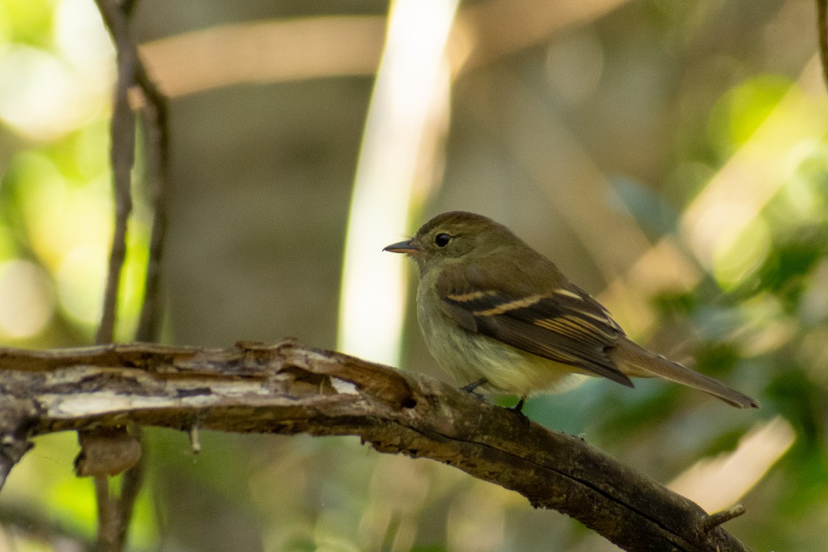 Euler's Flycatcher - Leandro Bareiro Guiñazú