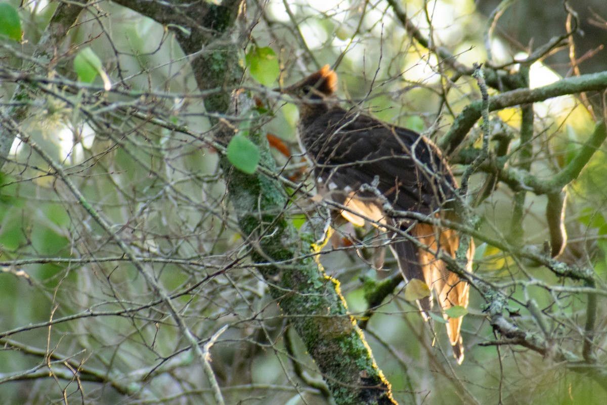 Pheasant Cuckoo - Leandro Bareiro Guiñazú