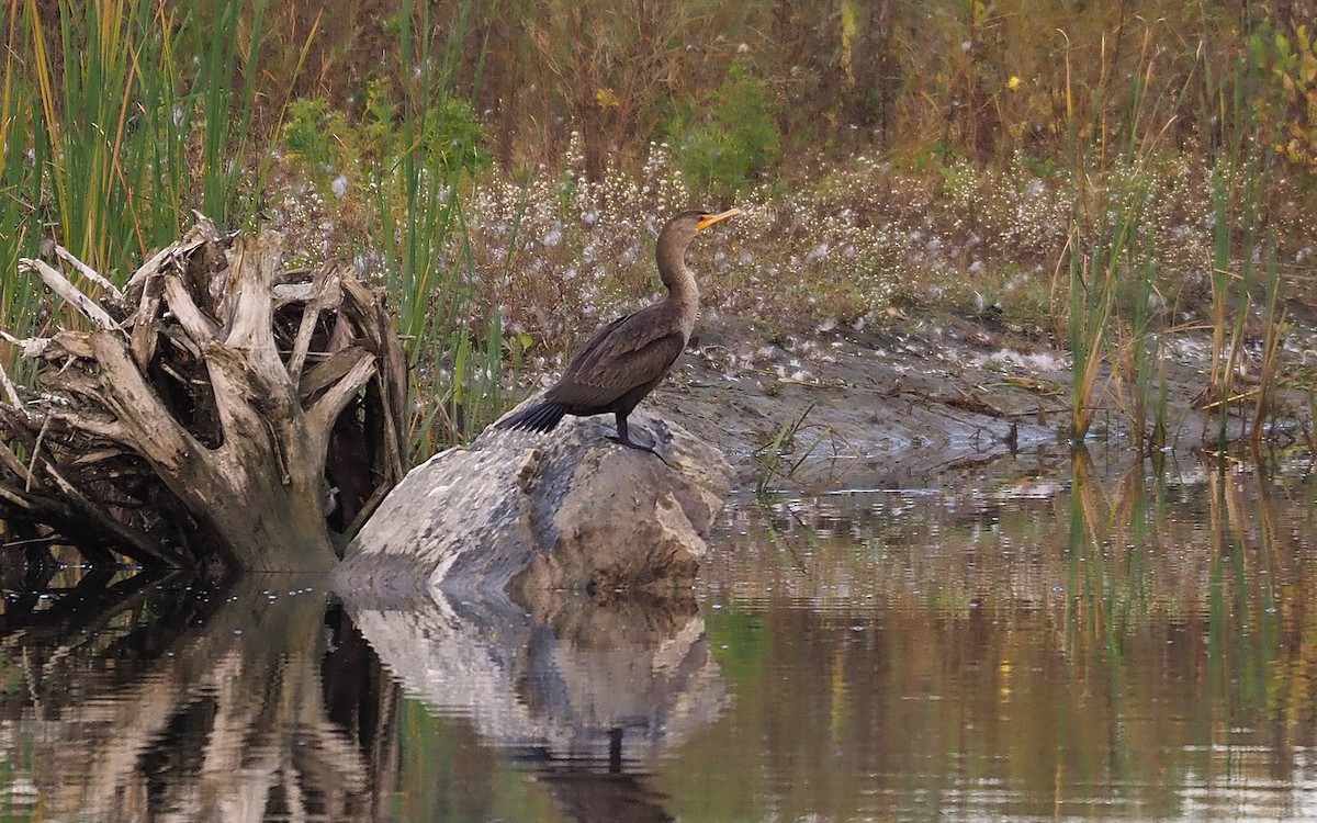 Cormoran à aigrettes - ML375243501