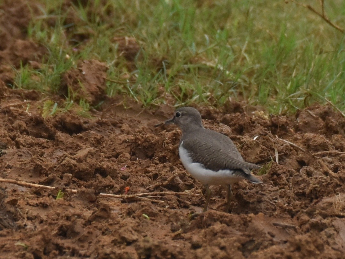 Common Sandpiper - Dr Mohammed Umer  Sharieff