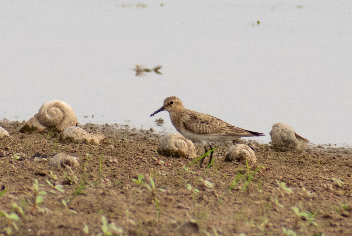 Baird's Sandpiper - Leandro Bareiro Guiñazú