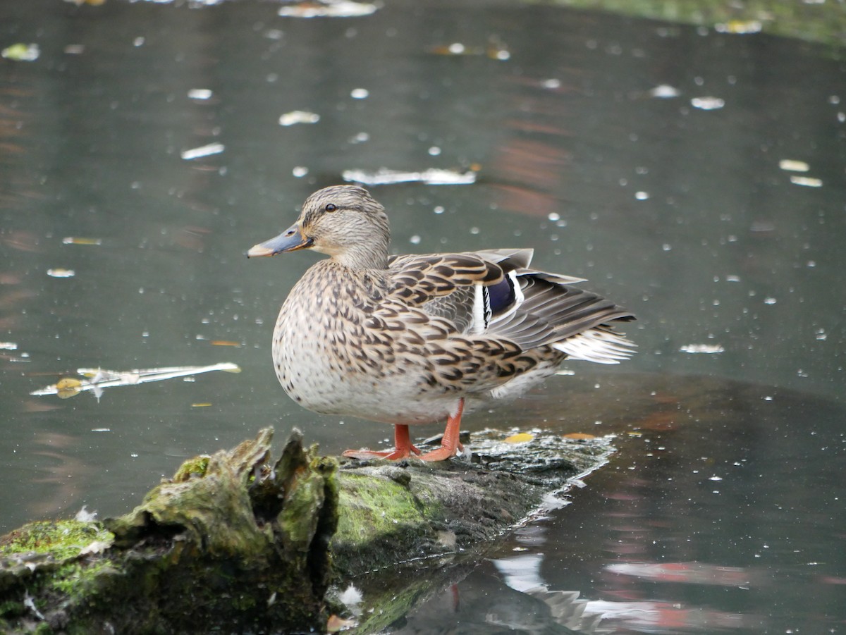 Mallard - ML375244221
