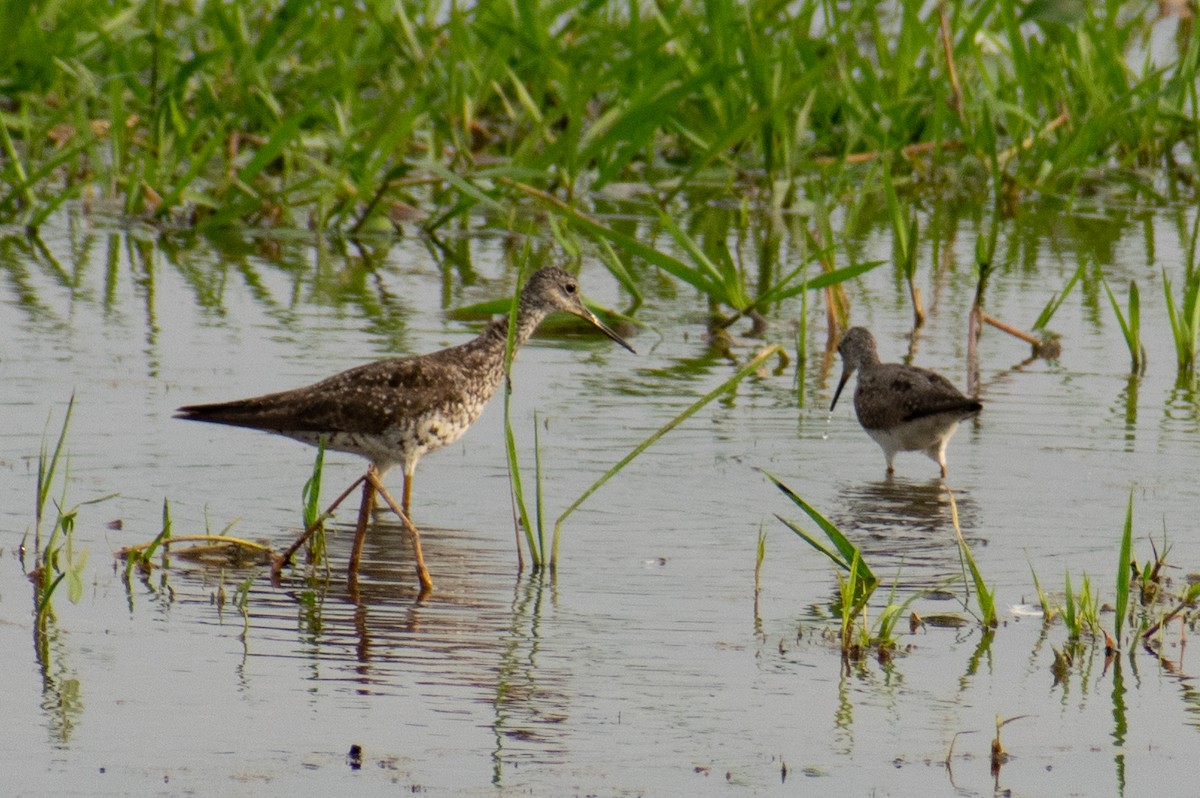 Greater Yellowlegs - ML375244231