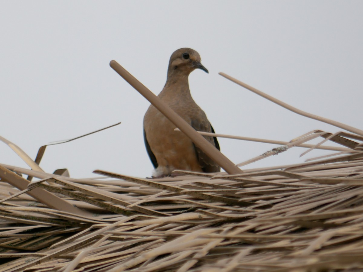 Mourning Dove - ML375244261