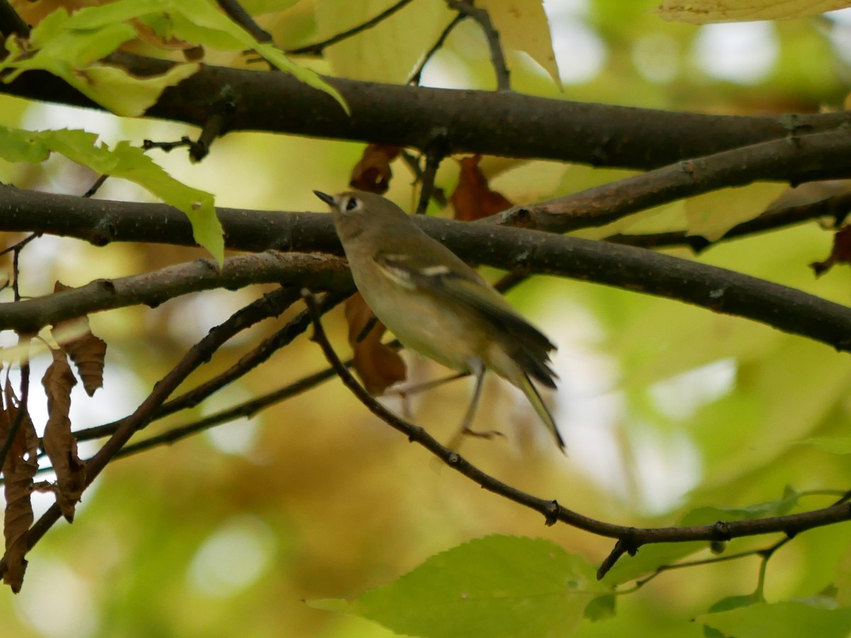 Ruby-crowned Kinglet - Gérard  Viens