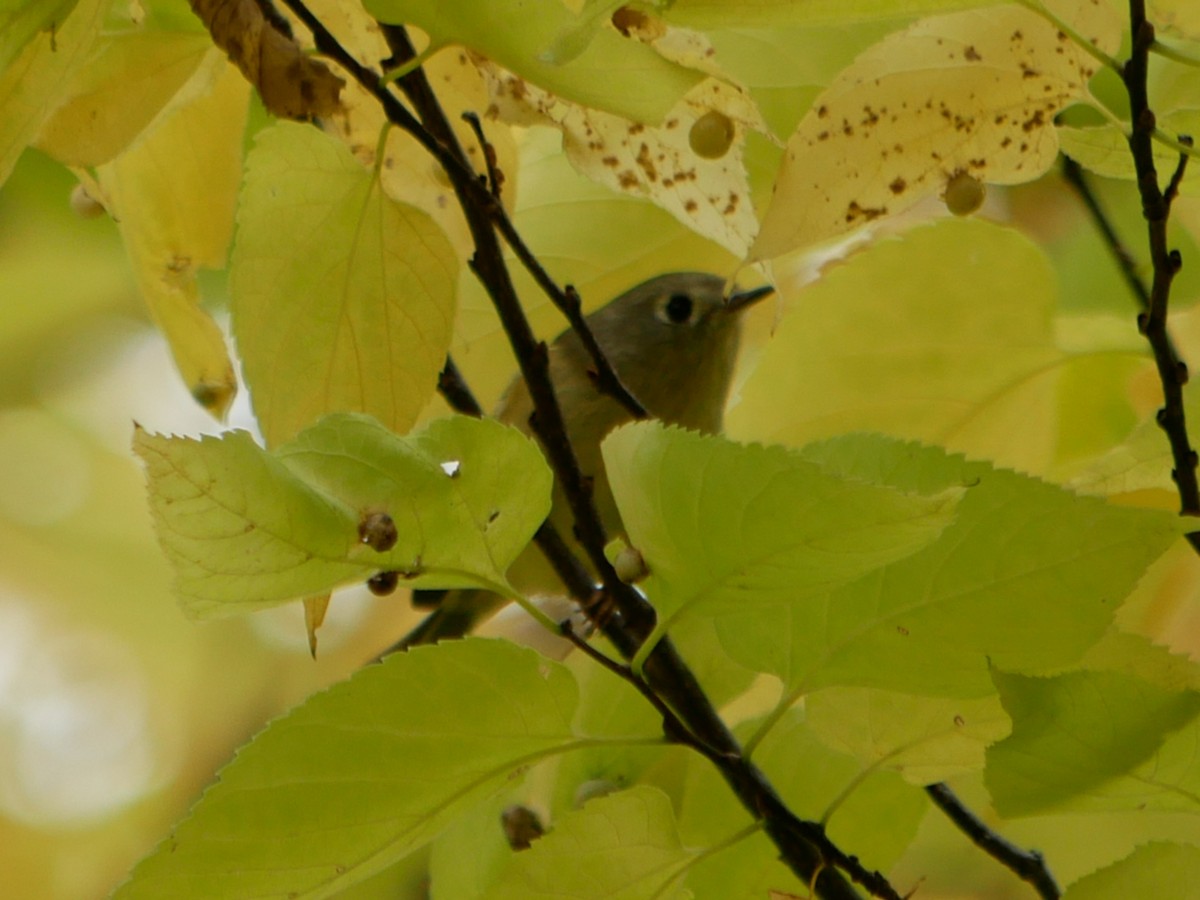 Ruby-crowned Kinglet - ML375244491