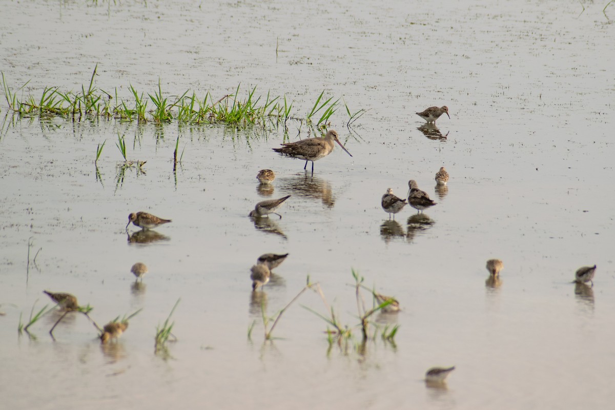 Hudsonian Godwit - ML375244581