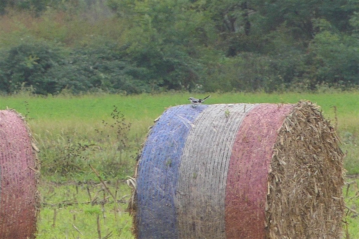 Great Gray Shrike - ML375244641