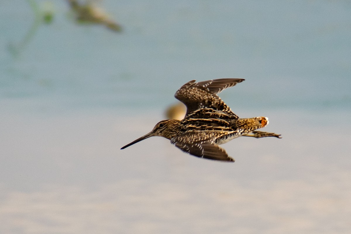 Pantanal Snipe - ML375244691