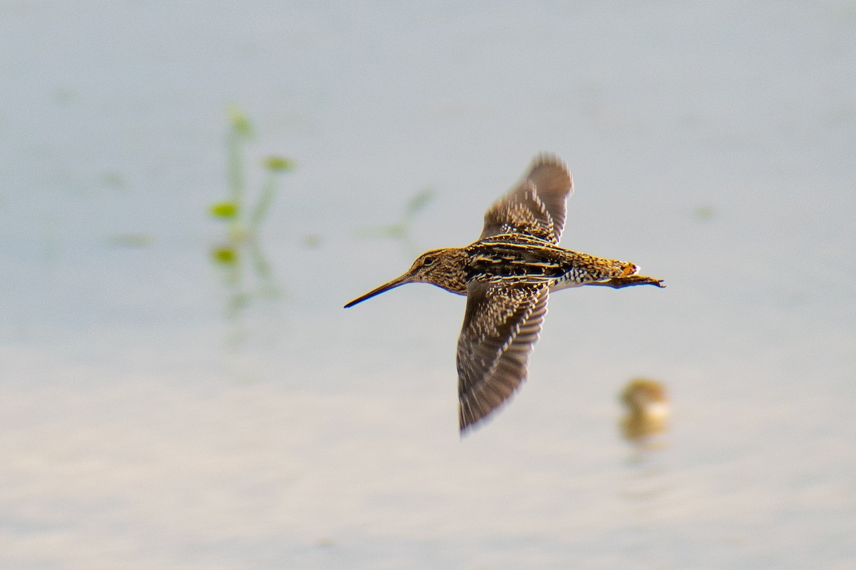 Pantanal Snipe - ML375244721