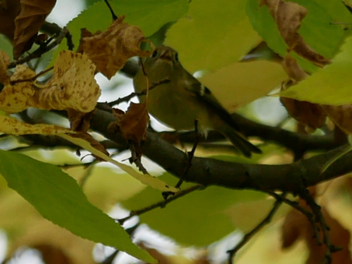 Ruby-crowned Kinglet - ML375244781