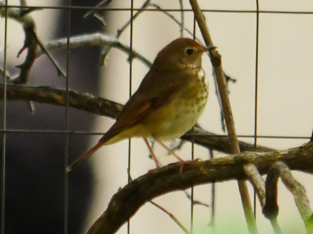Hermit Thrush - ML375244921