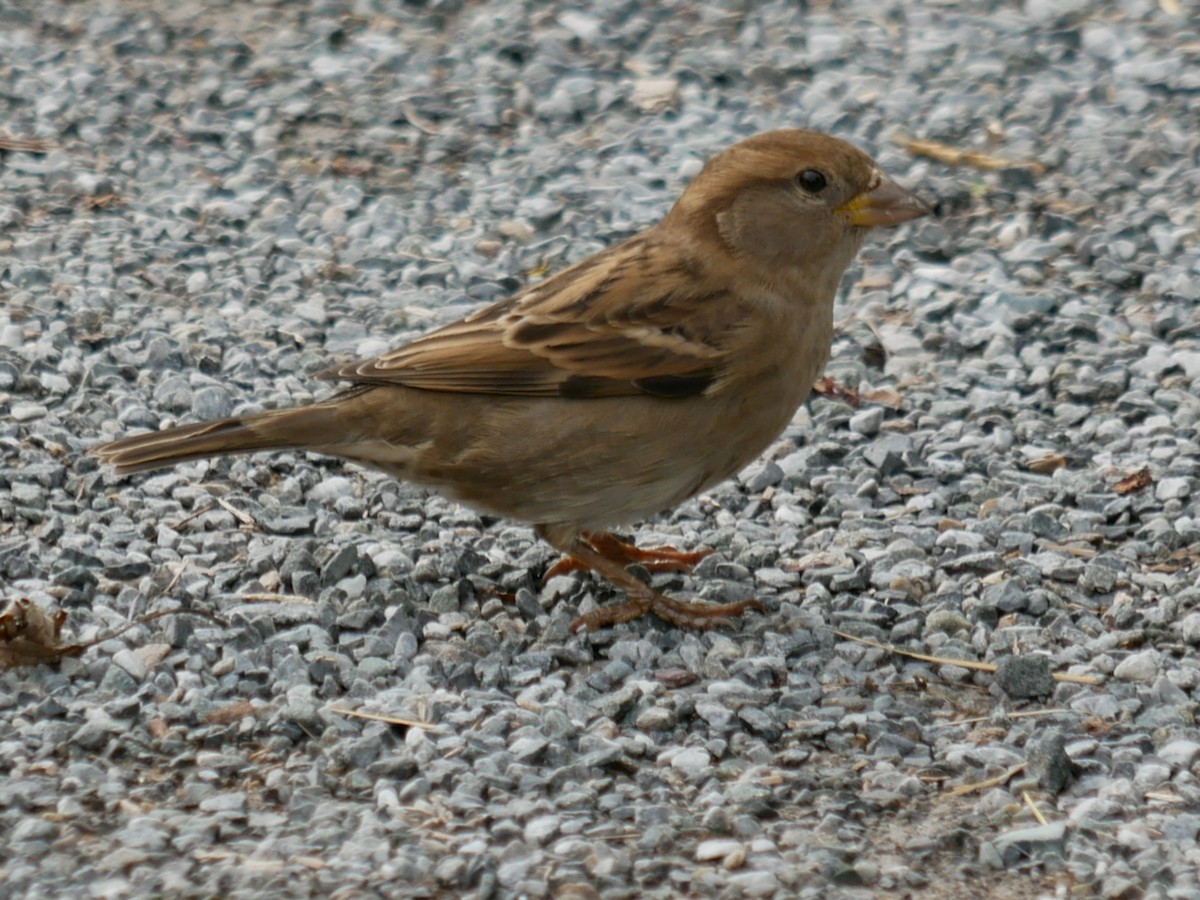 House Sparrow - ML375245011