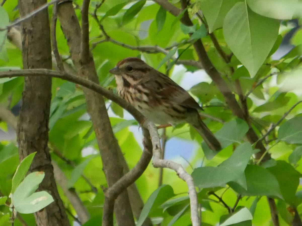 Song Sparrow - ML375245301