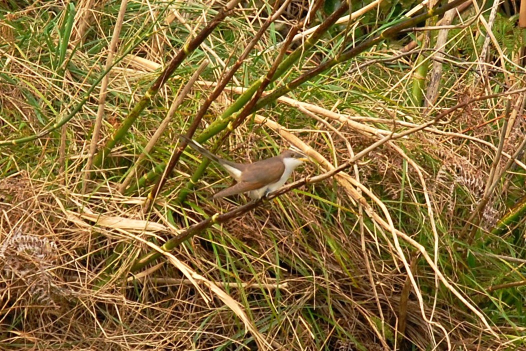 Cuclillo Piquigualdo - ML37524561