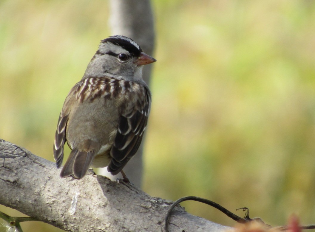 White-crowned Sparrow - ML37524661