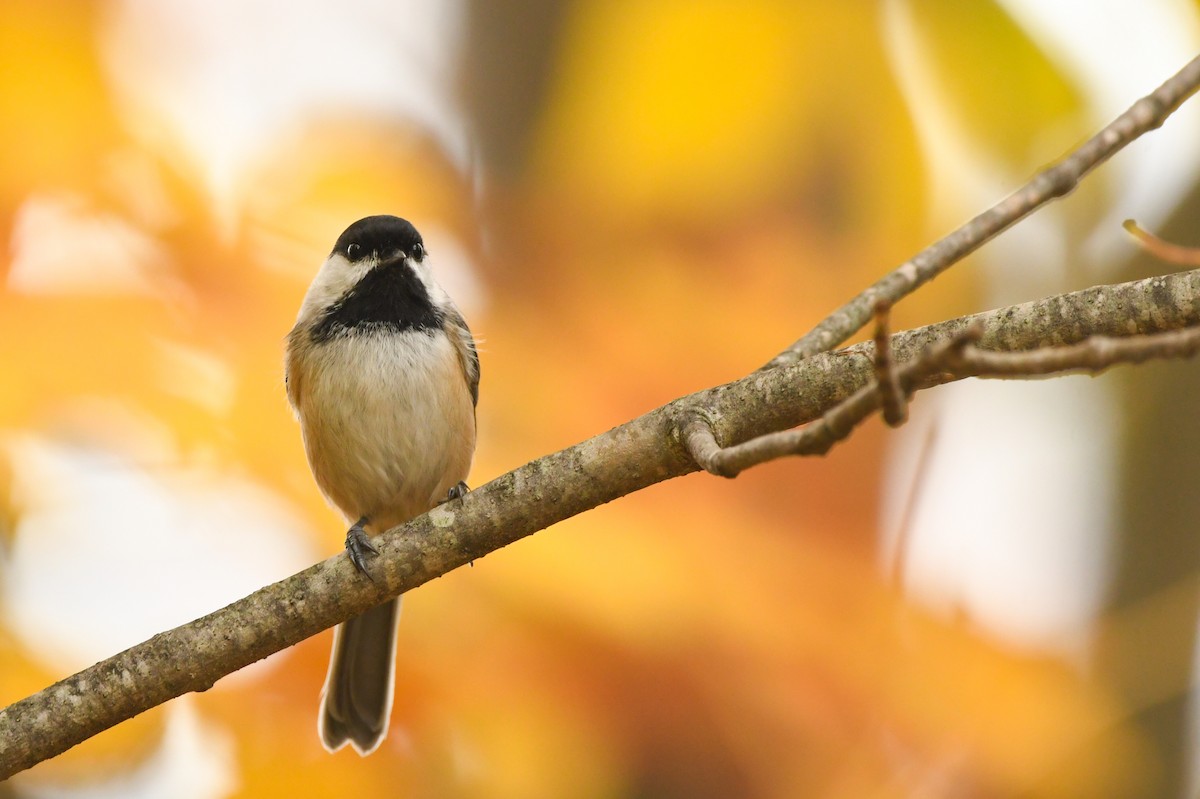 Black-capped Chickadee - ML375247531