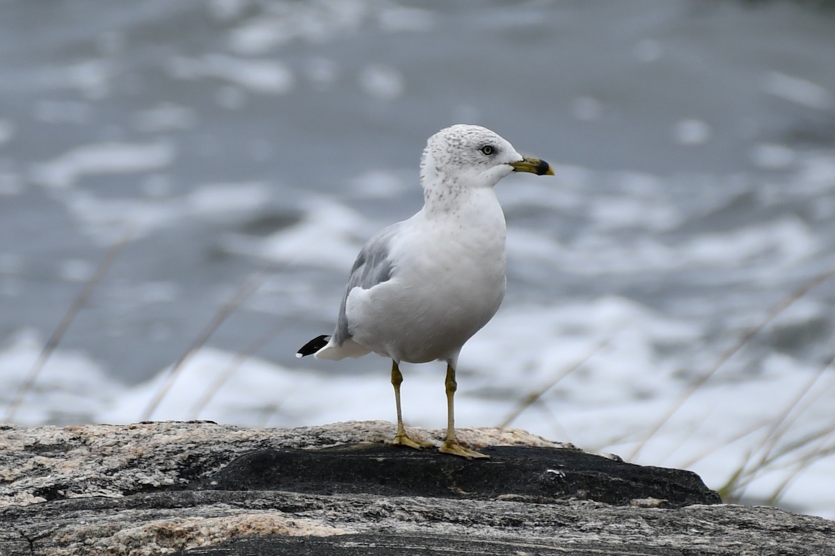 Ring-billed Gull - ML375247731