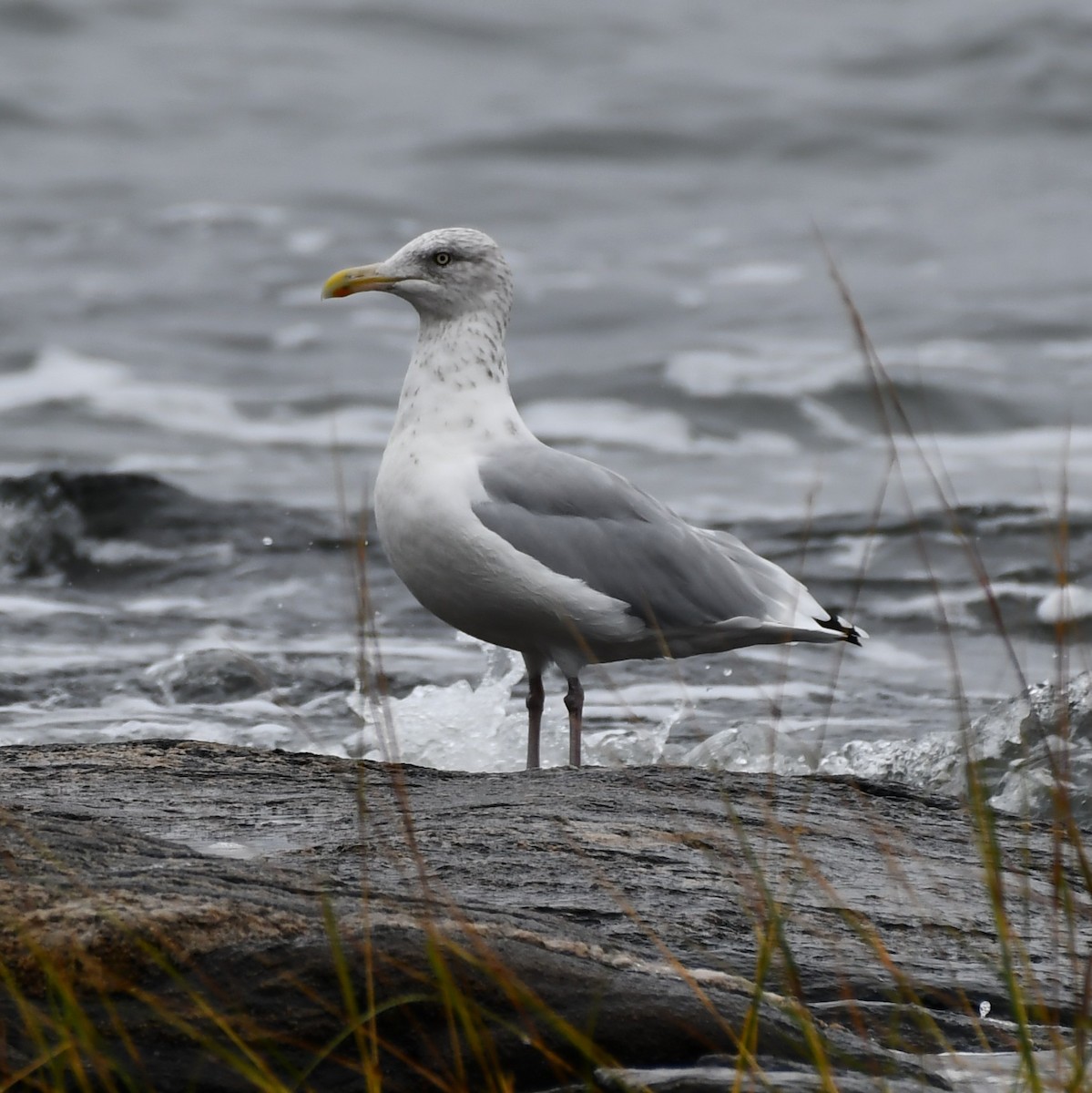 Herring Gull - ML375247761