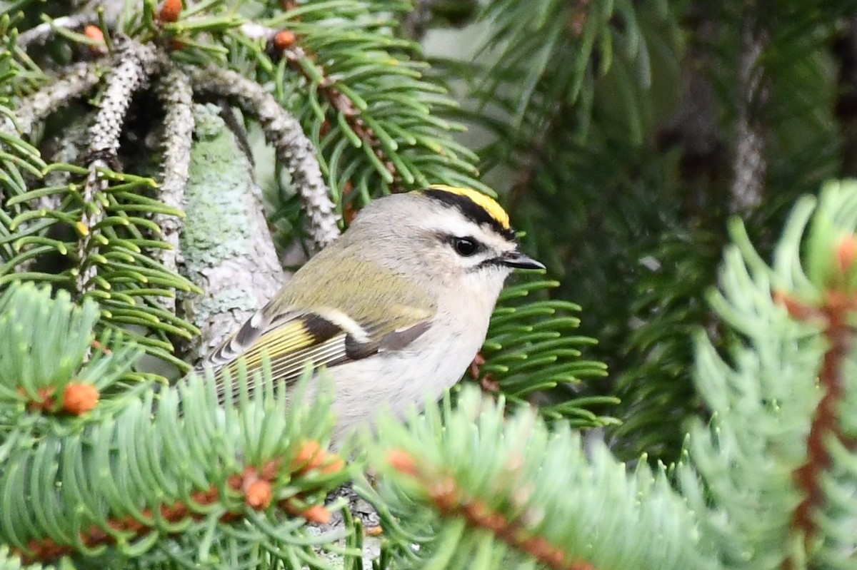 Golden-crowned Kinglet - ML375247821