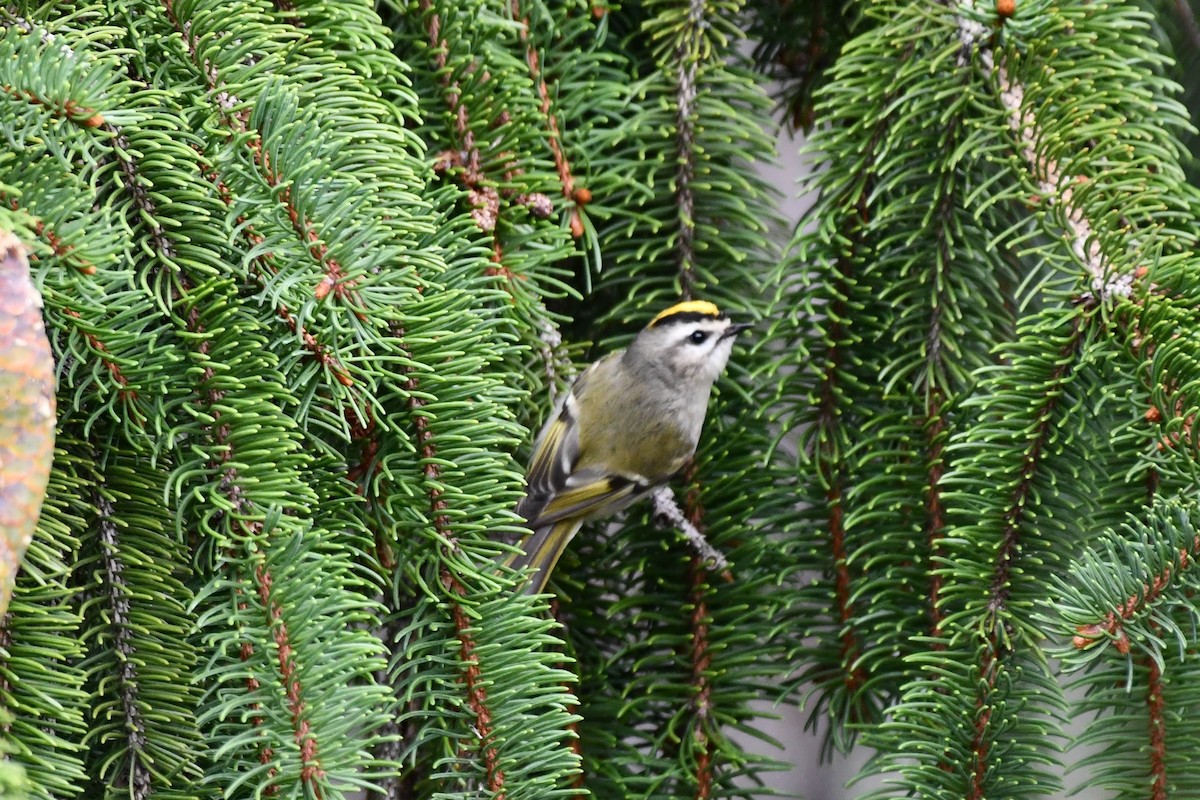 Golden-crowned Kinglet - ML375247831