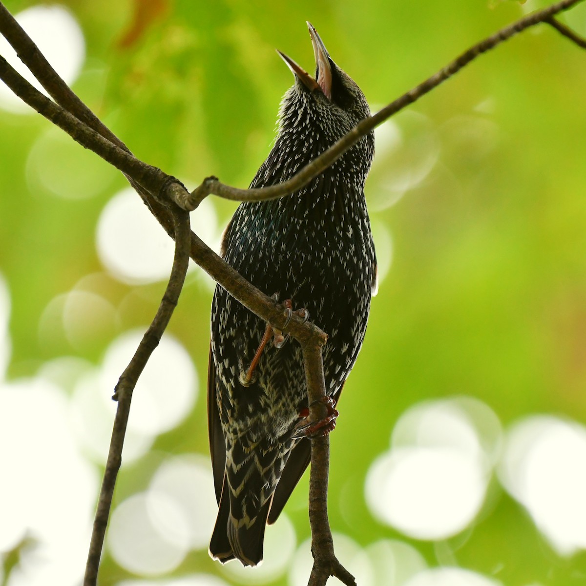 European Starling - ML375247861