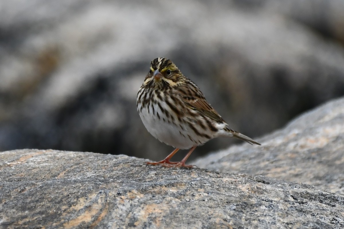 Savannah Sparrow - ML375247911