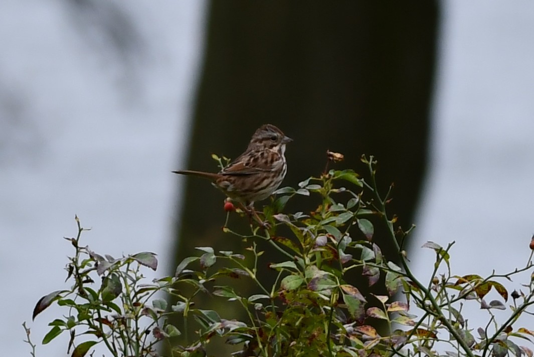 Song Sparrow - ML375248011