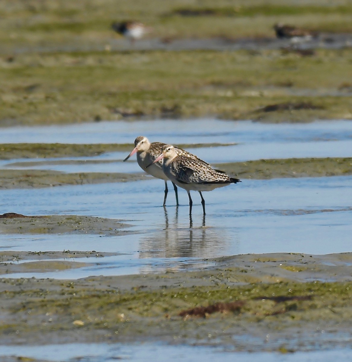 Bar-tailed Godwit - ML375250771