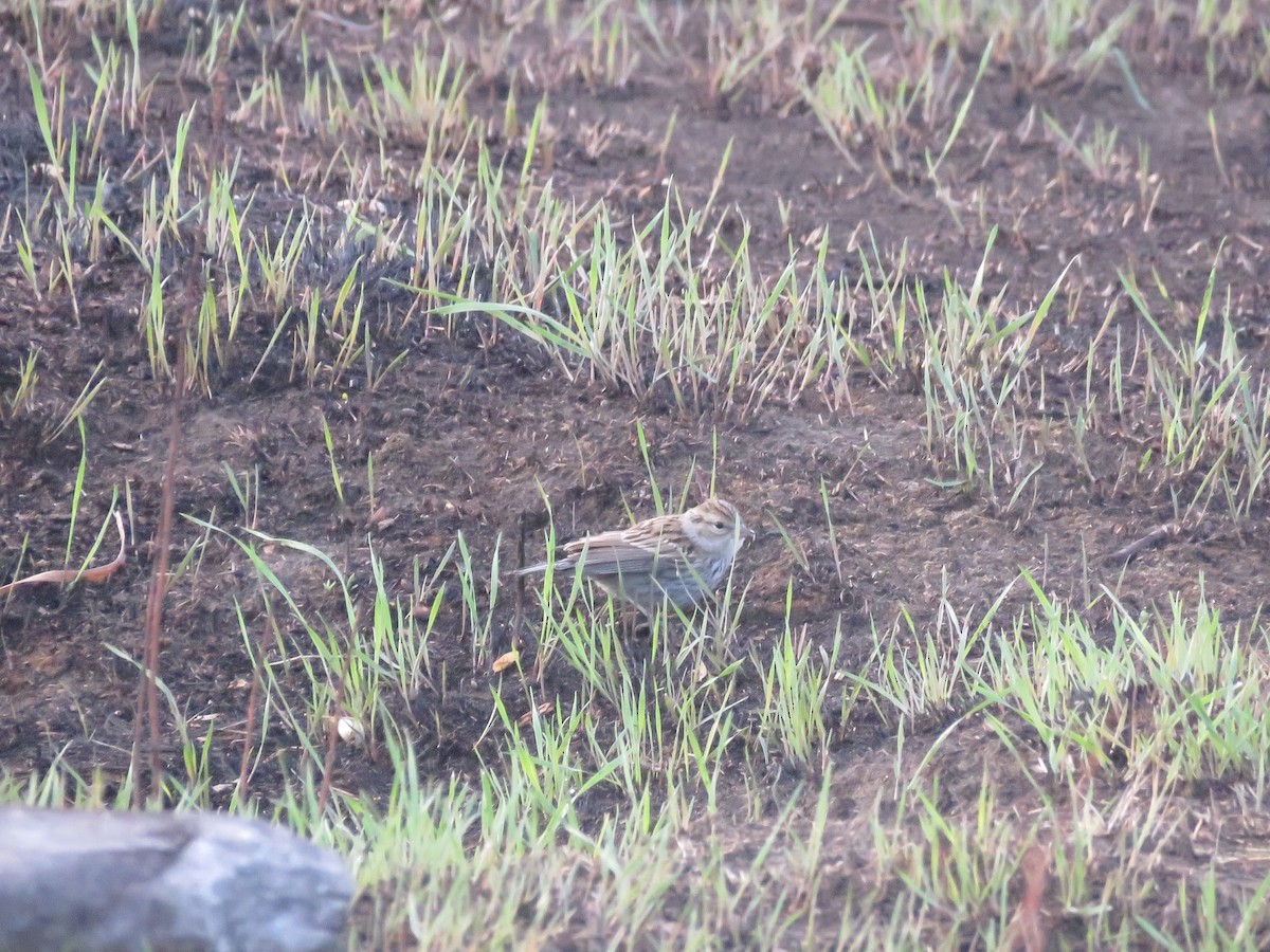 Chipping Sparrow - ML375252561