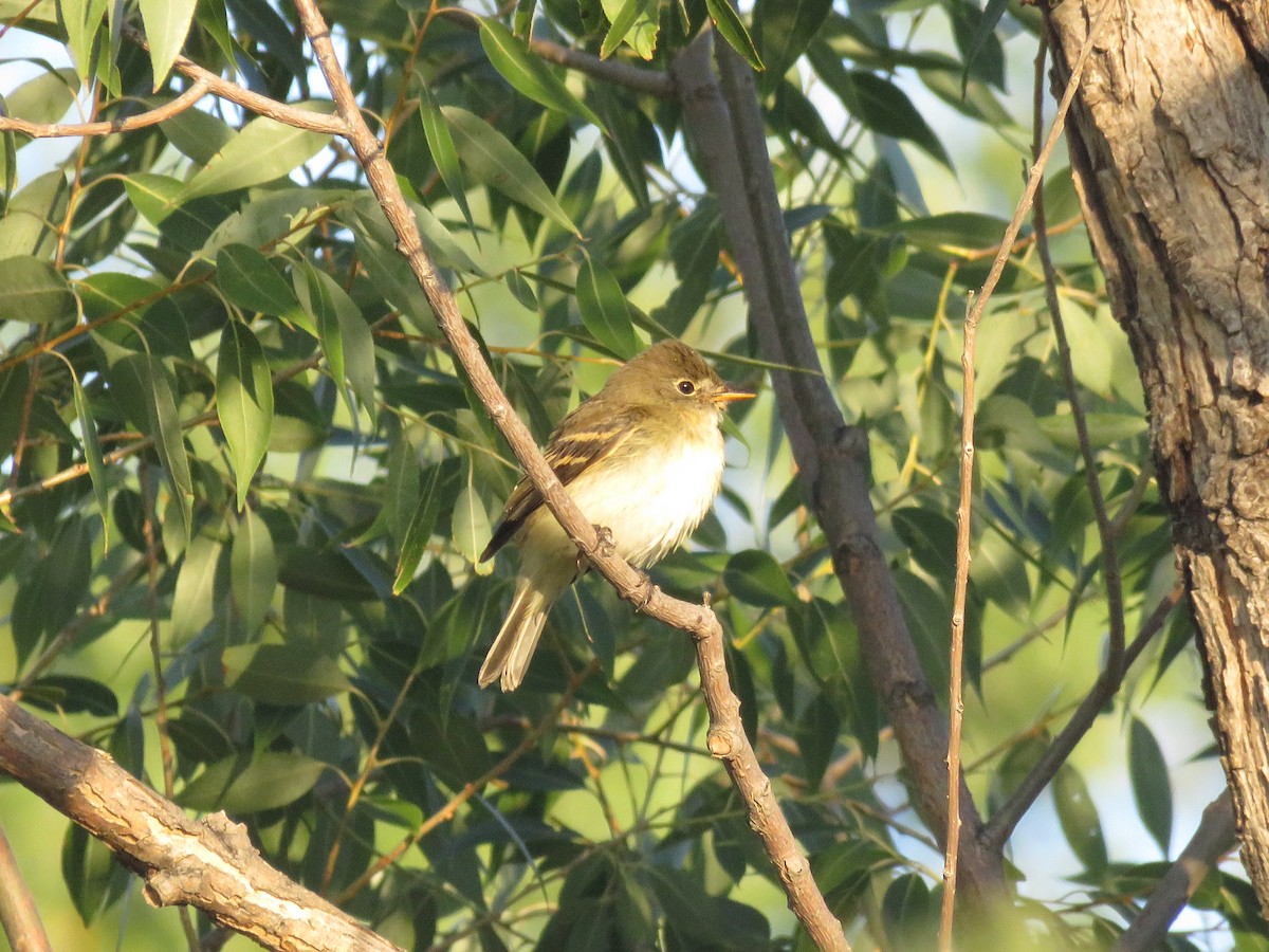 Willow Flycatcher - ML375252651