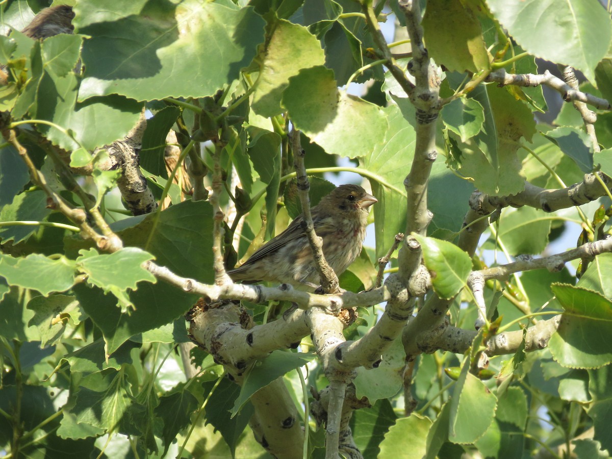 House Finch - ML375254401