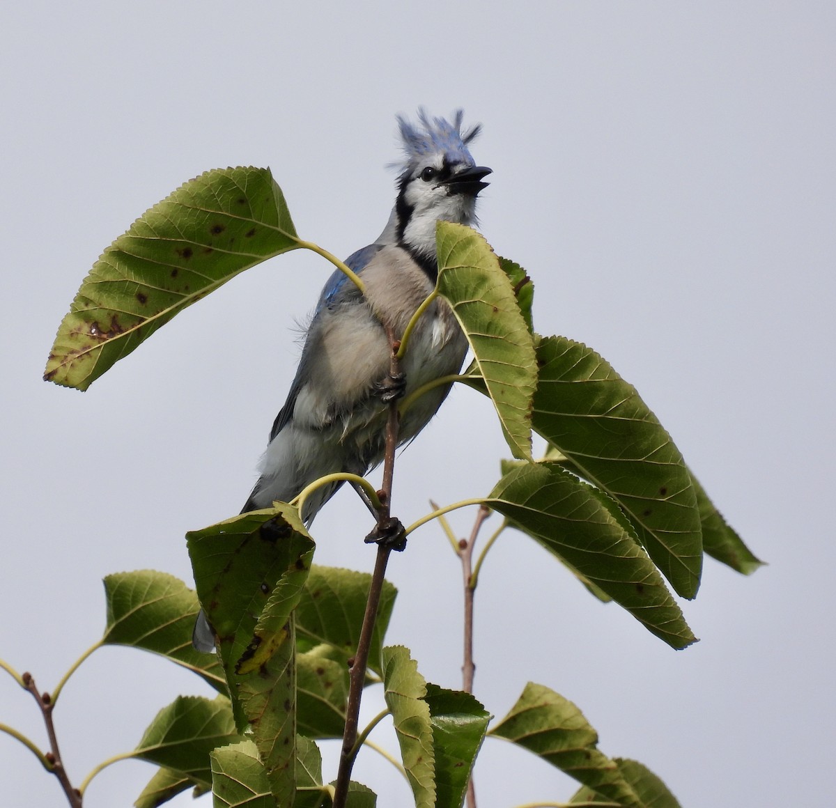 Blue Jay - ML375254741