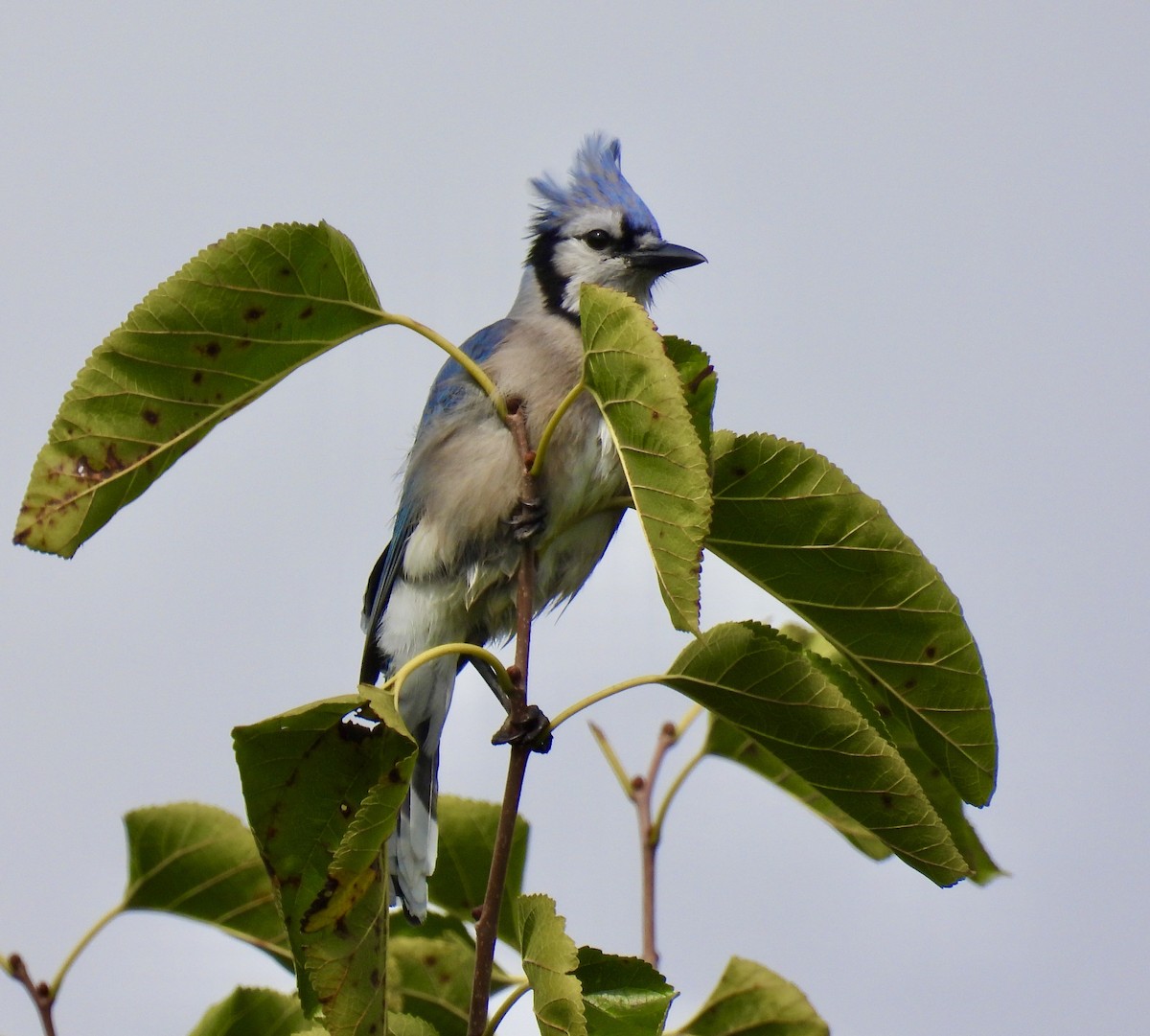 Blue Jay - ML375254751