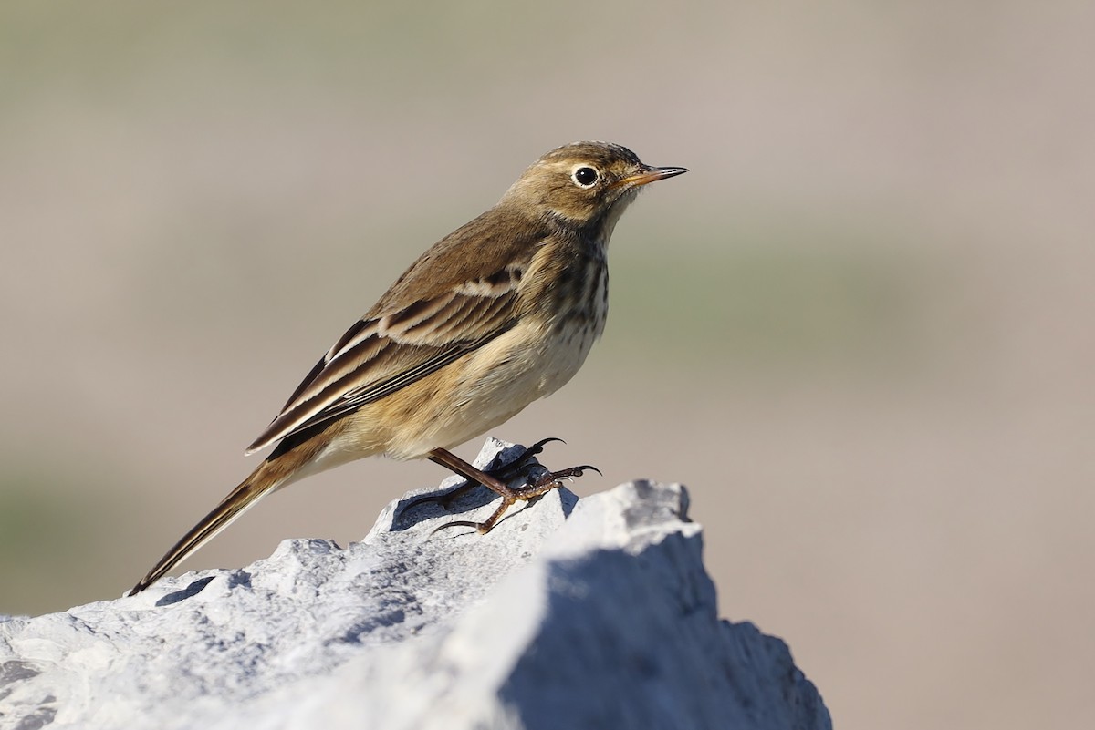 American Pipit - Steven Pitt