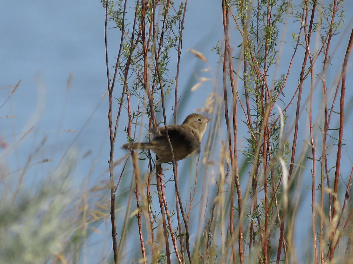 Field Sparrow - ML375255871