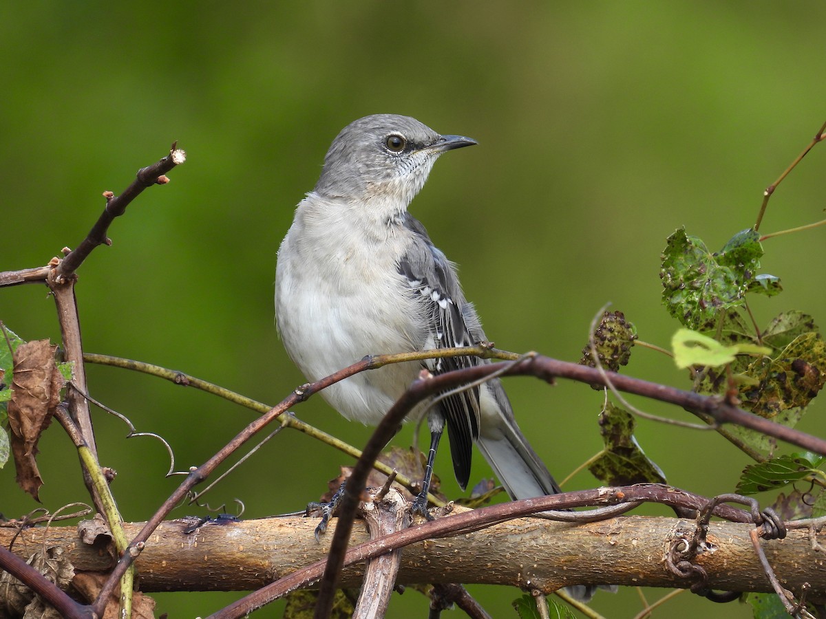 Northern Mockingbird - ML375256111