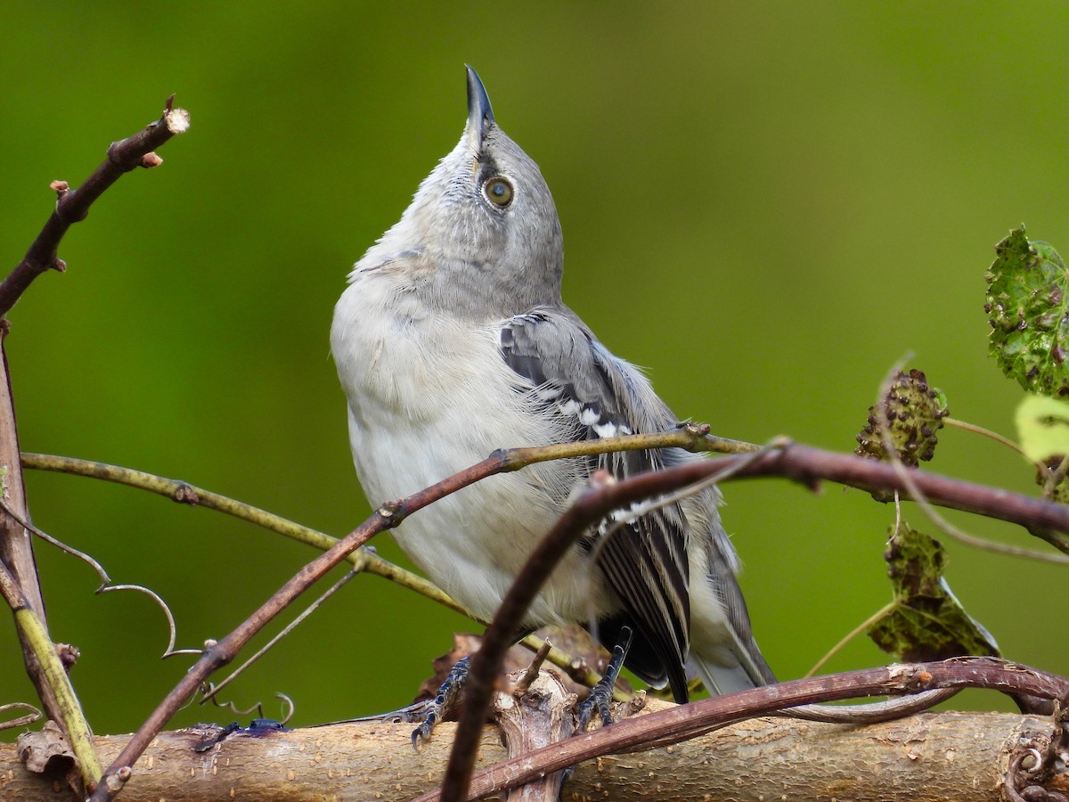 Northern Mockingbird - ML375256131