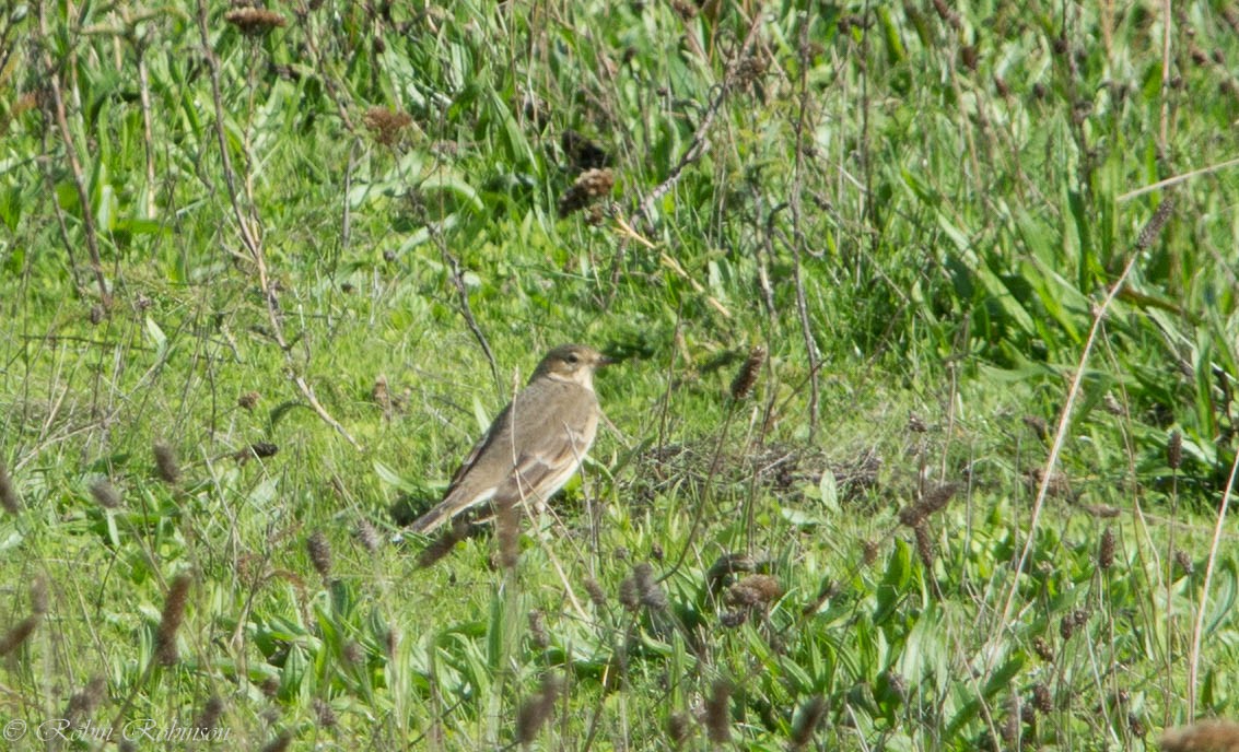 American Pipit - ROBIN ROBINSON