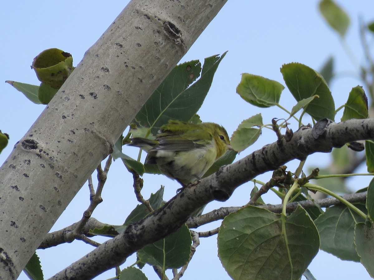 Tennessee Warbler - ML375258451