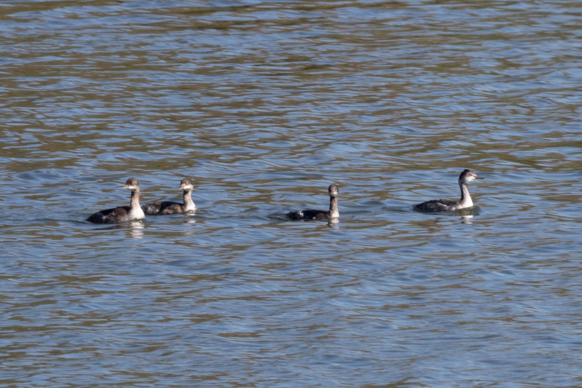 Eared Grebe - ML375258791