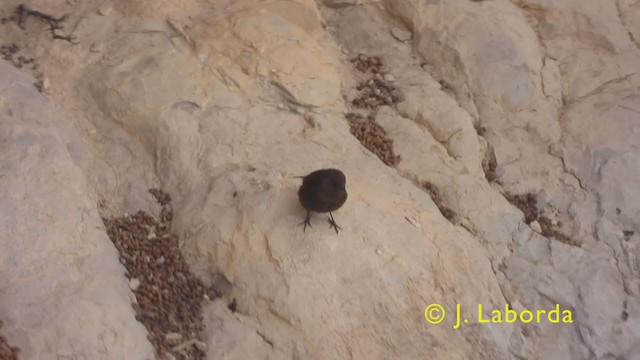 Black Wheatear - ML375259081