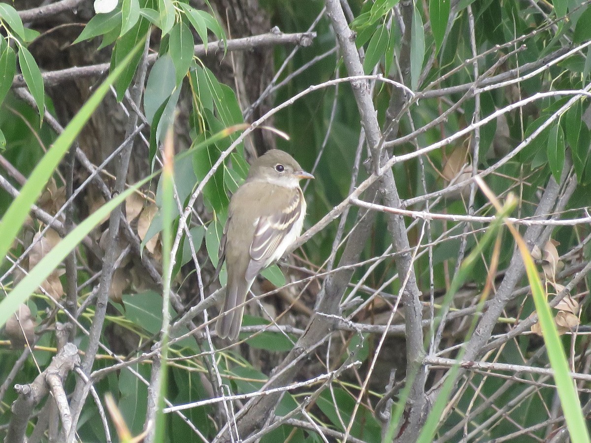 Willow Flycatcher - ML375259491