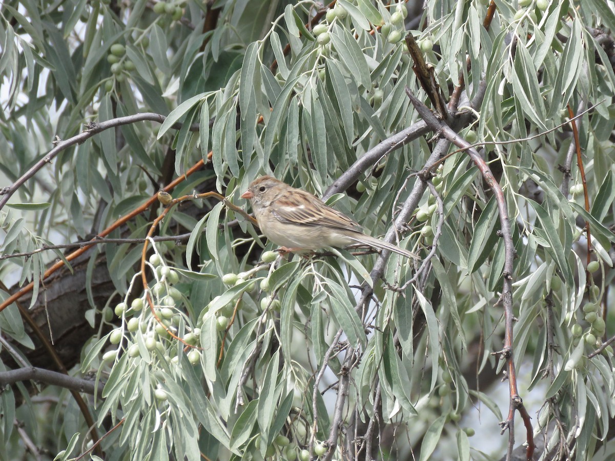 Field Sparrow - ML375259571