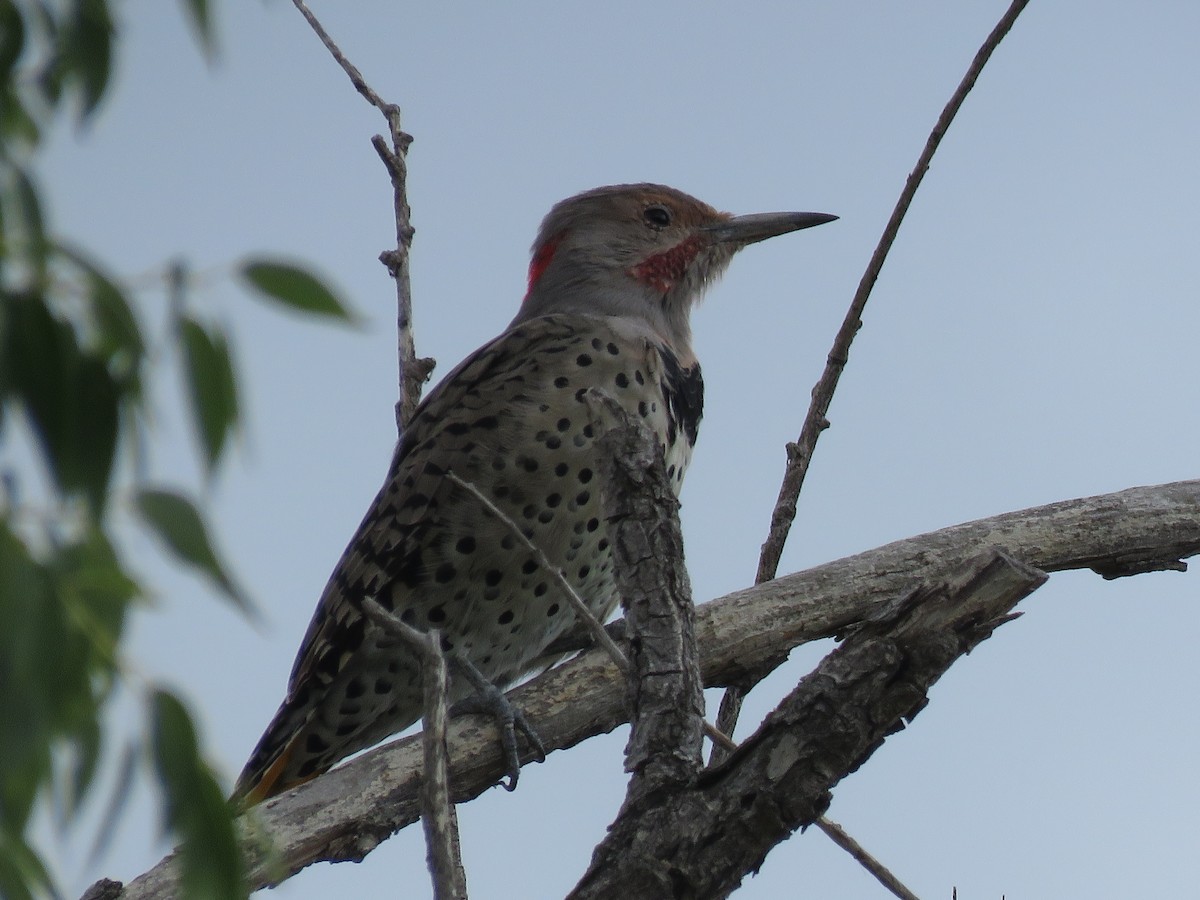 Northern Flicker (Yellow-shafted x Red-shafted) - ML375259931