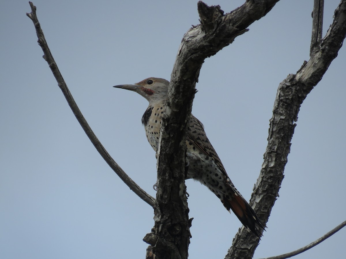 Northern Flicker (Yellow-shafted x Red-shafted) - ML375259941