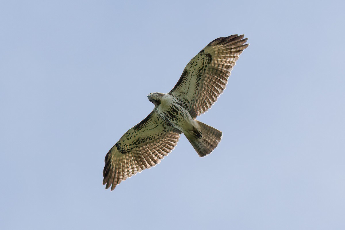 Red-tailed Hawk - Brett Hoffman