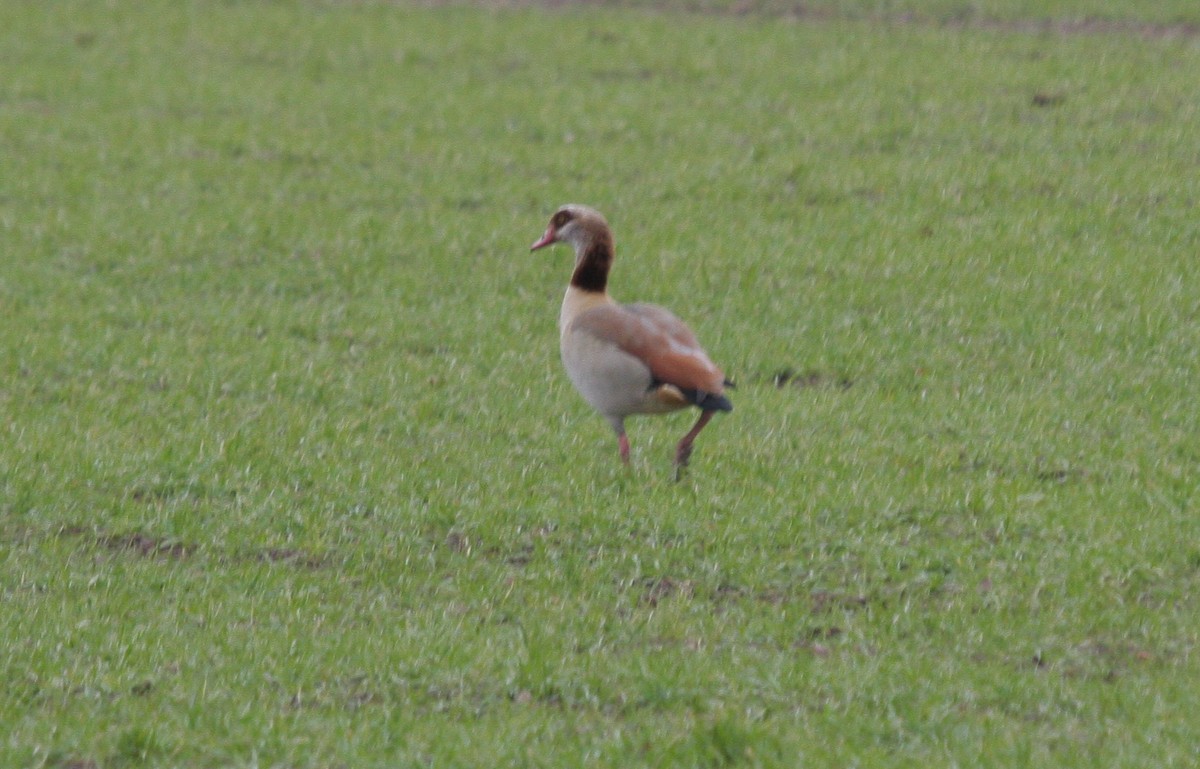 Egyptian Goose - ML375262501