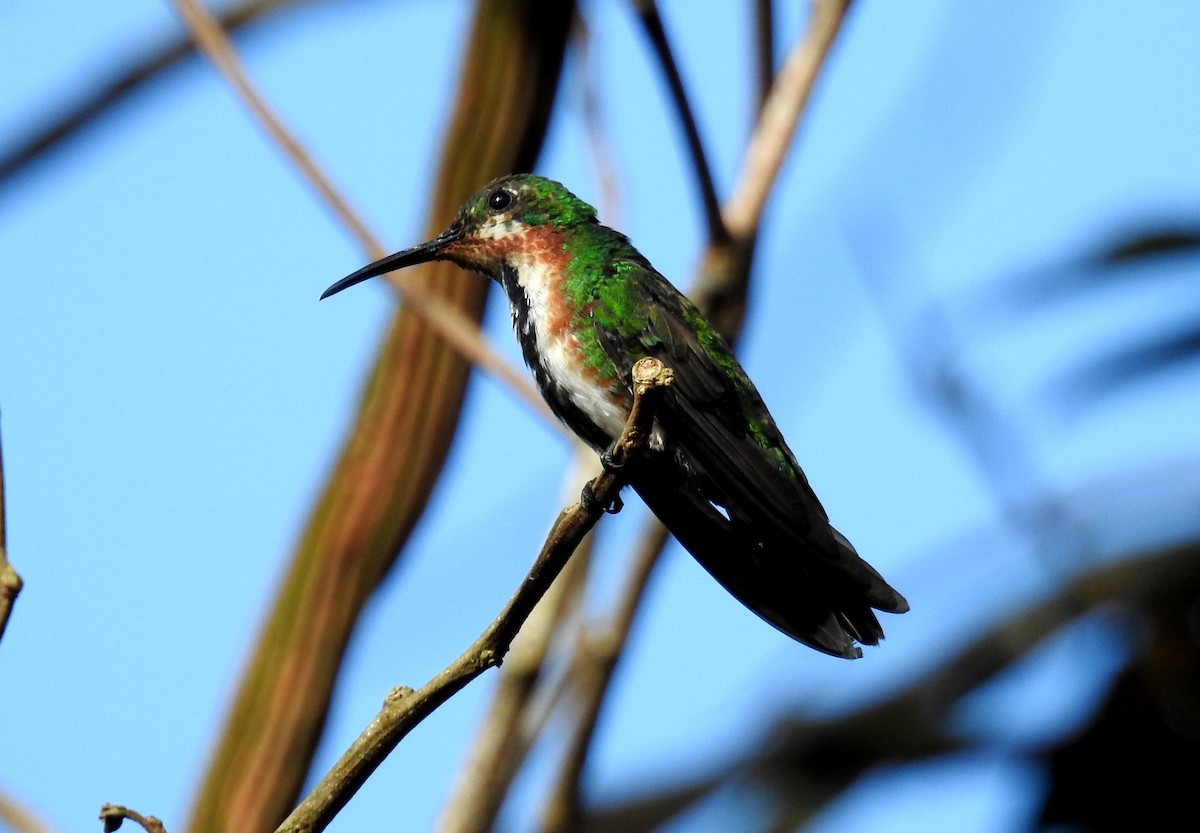 Green-breasted Mango - ML37526561