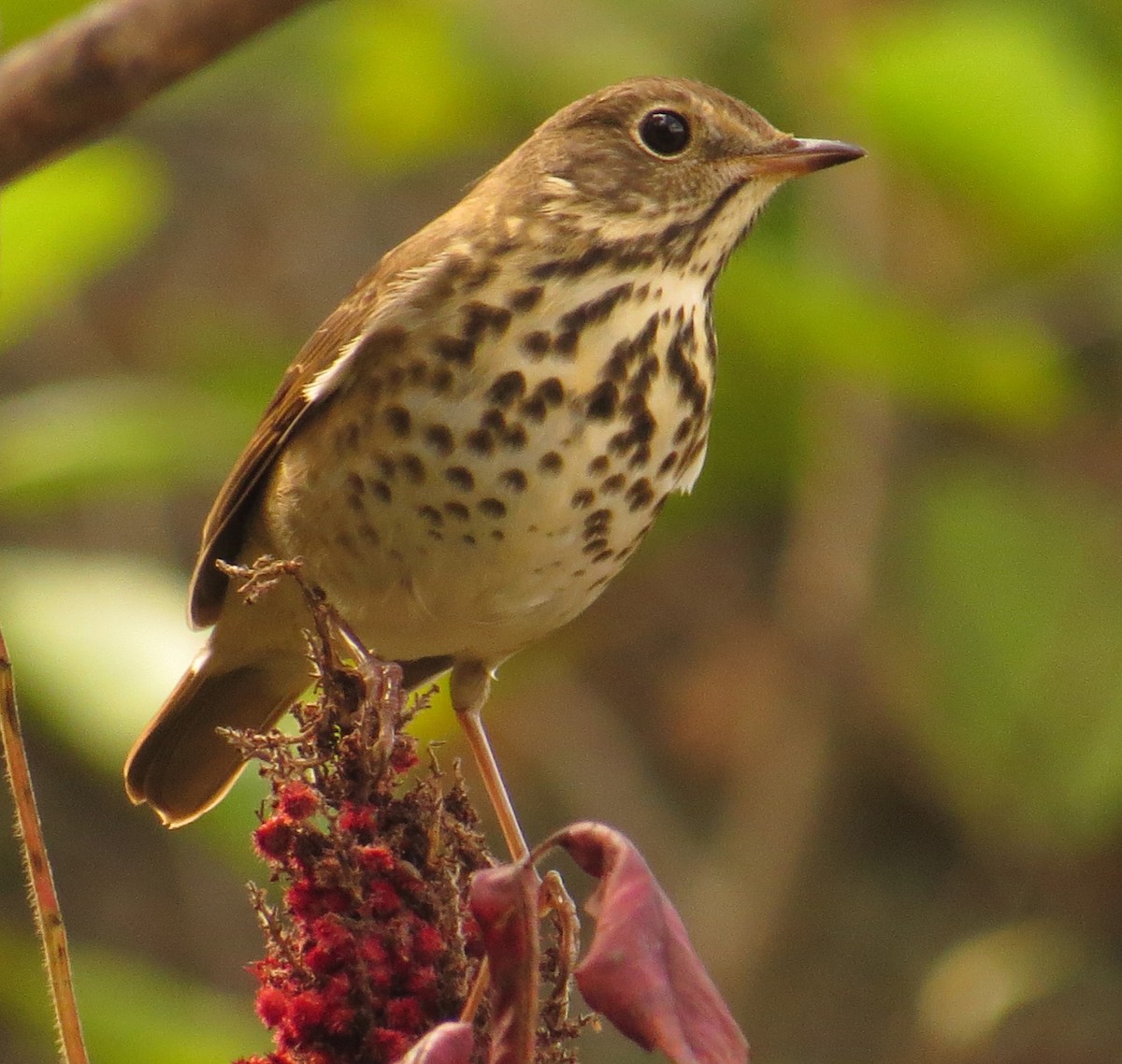 Hermit Thrush - ML375266001